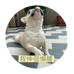 小肥仔日常表情包