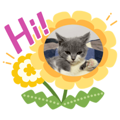 Si Si cat