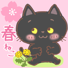 Solid Black Cat KURO in spring