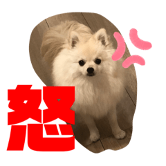 Pomeranian LUNA_20230211093141