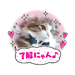 Ponzmama