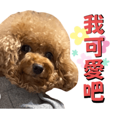 尼妞狗貼