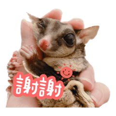 樂寶樂寶鼯