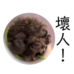 我是一隻巧克力