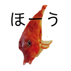魚三昧 Ver17