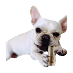 法鬥嘟可可愛愛