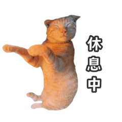 協和春喵喵