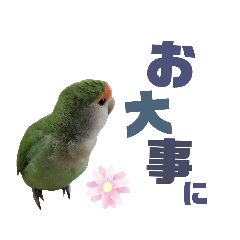 Lovebird NAZU_20230211213025