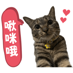 黃家の六貓一狗