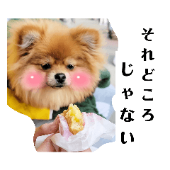 PO.PO.PO.POMERANIAN