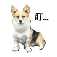 77狗貓貓