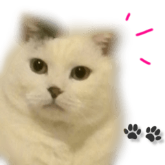 Cat's talk by scotish