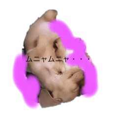 ルーの一言