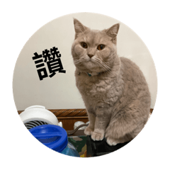 喵星人（回答）