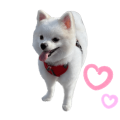 Miko 的日常
