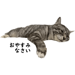 stamp where the cat talks