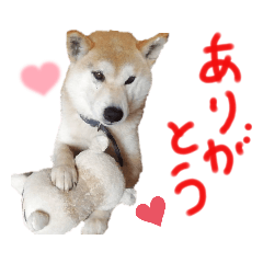 Sibainu wil_20230212183721