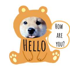 Shiba dog GON talk by Pannyon