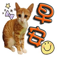 Super cute cat stickers1