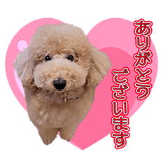 MIDIPOORYUUKUN
