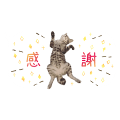 cat&dog photo sticker useful