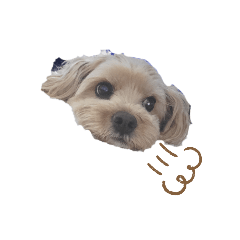 shiho_20230213183417