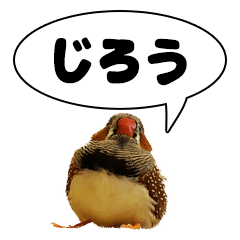 zebra finch"Jiro's Daily Life