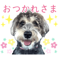 nozomu@ฅ^•ﻌ•^ฅ nozomu._20230213211310 – LINE stickers | LINE STORE