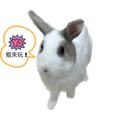 Bunny rabbit 0615
