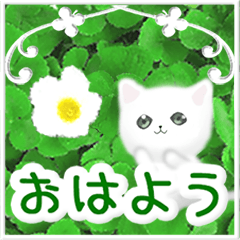 POPUP 2023 flower - white cat