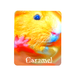 Caramel  ginea pig LOVE Valentine's day