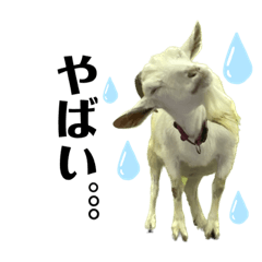 momoko_20230215102258