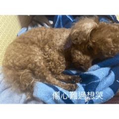 「餅乾」狗狗的日常