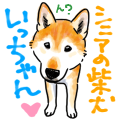 シニアの柴犬　いっちゃん(伊佐蔵)