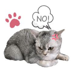 mimi&màomào