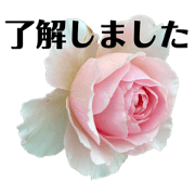lino_20230215120759