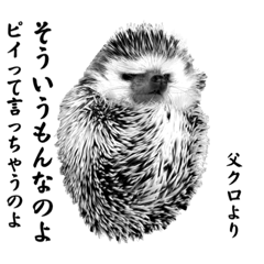 Shiro&Kuro  hedgehogs 2
