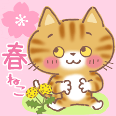 Orange Tabby CAT CHATA in Spring