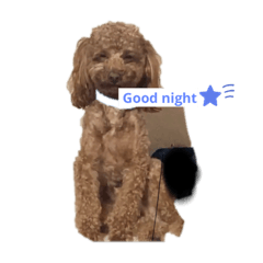 OKAYASU FAMILY DOG