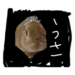 rabbit_20230215190225