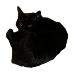 sumireyamamoto_20230215225008