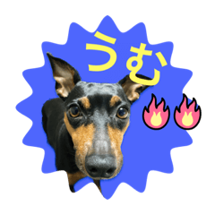 miniature pinscher BELL