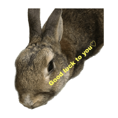 cnrx5_20230212211211