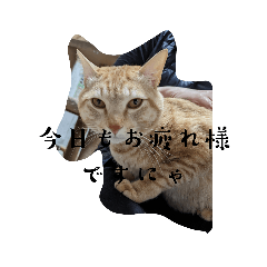 nyanko_20230216180201