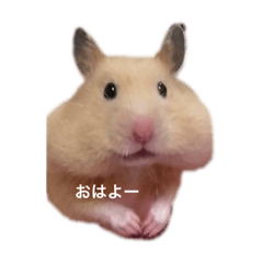 ssm_20230216221504