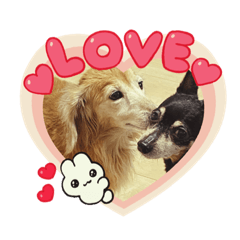 yukaDOG7