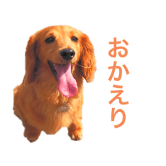 Good-looking dachshund of my home