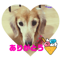 yukaDOG6