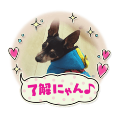 yukaDOG8