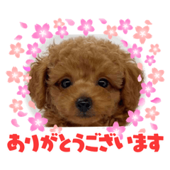 yukaDOG9